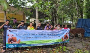 timah bagikan sapi qurban dipulau belitung