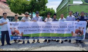 timah salurkan sapi qurban bangka barat
